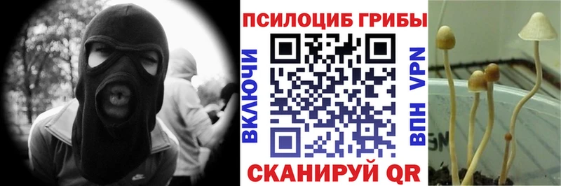 OMG маркетплейс  Махачкала  Псилоцибиновые грибы Psilocybine cubensis 
